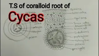 Cycas :T.S of coralloid root / T. S of coralloid root of cycas/Diagram/ cycas coralloid root / B.Sc