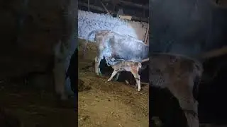 Morning Village Routine | Carrying Firewood, Heating Stove & Milking Cow