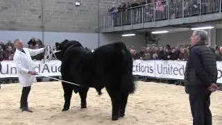 Stirling Bulls, February 2015: Aberdeen-Angus show and sale