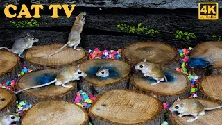 CAT GAMES Tv | The Best Games to Keep Your Cat Entertained | Ultimate Cat TV Compilation 4K