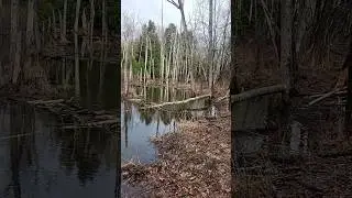 Beaver dam holding #maine #conservation #ecosystem #birds #ducks #nature #wildlife #countrylife