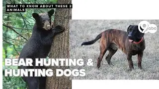 Tennessee bear hunting season begins: Sheriff warns against interfering with hunting dogs