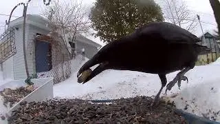 A #crow very close up #birds #bird
