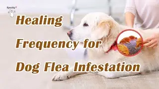 Healing Frequency for Dog and Cat Flea Infestation - Spooky2 Rife Frequencies