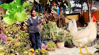 বাগানের টাটকা লাল ডাটার চচ্চড়ি আর সাথে ওল কফি দিয়ে মুরগির মাংসের অসাধারন রান্না।(Olkopi chicken)