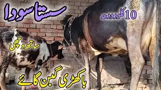 29/12/2025(0326-3951451) bakhardi gay jersey cholistani cross cow for sale milk 10kg
