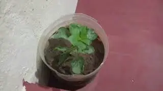 We Grow More Plants In Our Home❤🥰