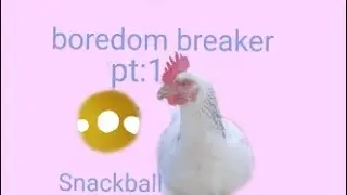 Chicken boredom breaker part 1🐔🐓