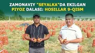 Замонавий Сеялкада экилган Пиёз 🧅🧅дала хосиллари. 9-қисм.