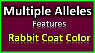 Multiple Alleles | Features | Rabbit Coat Color | Genotype Formula