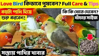 লাভ বার্ড পুষবেন? নতুনদের জন্য লাভবার্ড পালনের সম্পূর্ণ গাইড | Lovebird Full Care Tips in Bangla✅🦜💕