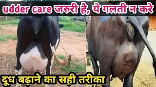 How to Take Care of the Udder in Dairy Farming? Learn how to properly care for the udders of dair...