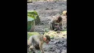 Sep-05-25 Adventure Monkey Kh abandoned newborn , baby , monkey 001 #monkey