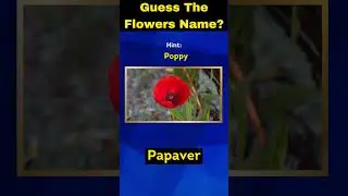 Guess The Flowers Quiz? | Hint By The Pictures | #flowersquiz #viral #trending #shorts