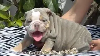 TAURUS   LILAC TRI MALE 7WEEKS