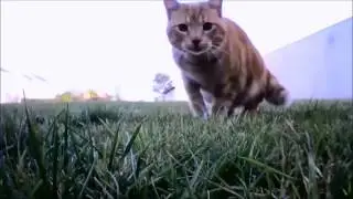 chat vs drone #1