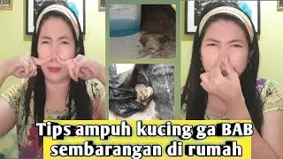Tips agar kucing liar tidak pup, berak,beol,bab di teras rumah