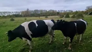 K&oslash;er p&aring; marken 