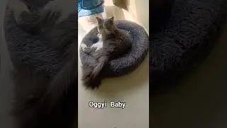 parshon #cat #funny #cute