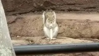 Squirrel frenzy