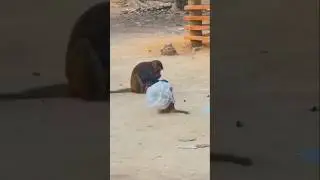wild b*aby monkey, mother monkey very busy eating, ছোট বানরের দুষ্টুমি খেলা