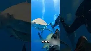 Акула Подарила Человеку Зубы И Яйцо #милыеживотные #животные