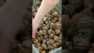 Snail shell harvesting 🐌 #shortvideo #cake #adult #bjp  #nature #modiji  #comedy #naturelovers