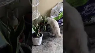 Smoky Naughty Cat Kucing nakal comel Digging is her hobby.. haha