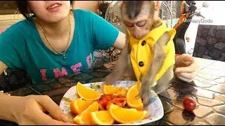 Baby Monkey Dodo Eat Orange, Grape, And Watermelon After Have Lunch