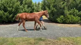 Nicconi X Be Amazing 24 Colt
