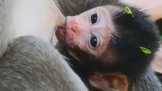 Update something about newborn baby monkey Jayden, Jayden baby monkey today | Monkey Jade and Jayden