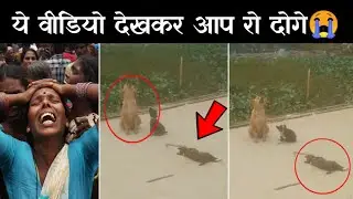 ये कुत्ते का वीडियो देखकर आप रो पड़ेंगे !! dog crying for its baby !! Dog crying Viral video