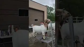 The Big Shows Getting Ready.#goat #goatlife #goatineveryday #boergoats #showteam #showkids