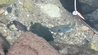 Bull Male Lepomis Megalotis/Longear Sunfish on Nest