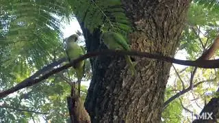 Rose Ringed Parakeet - courtship and nest building