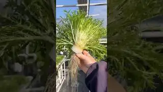 Tasting hydroponic chicory #garden #gardening #hydroponicgreenhouse #farming #vegetables