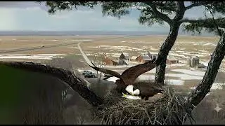 Devoted Parents Bald Eagle's Heartwarming Gift for Partner Hatching Eggs 🥚❤️ #BaldEagles #Nest