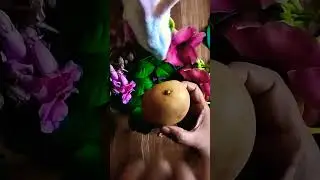 Potato Bud hai ya stem? | #biology#ytshorts#trending#unacademy#neet2023#neet#jee#12th#pcb