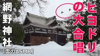 雪の神社で聴くヒヨドリの声【雪のASMR】網野神社 拝殿の２時間ノーカット