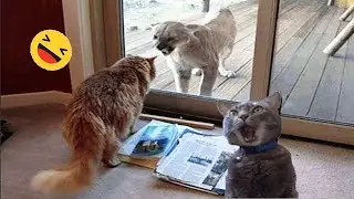 Dogs And Cats Destroy The Owner's Things, Making The Owner Angry
