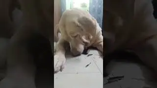 Hunter Eating Sugarcane | Hunter The Dudley Labrador | Hunter & Kitten #labrador#dog#love#viral#cat