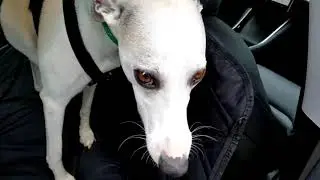 Tesla Dog Mode   Review and Test
