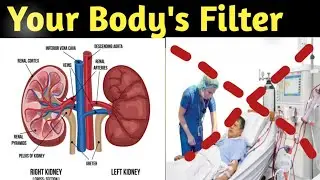 Kidney &ndash; Your Body&rsquo;s Natural Filter | Human Excretory System Explained