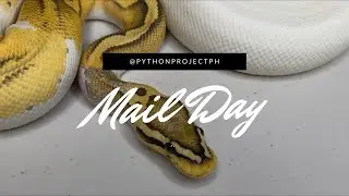More stickers! + Pastel Ghost Pied Ball Python | Mail Day