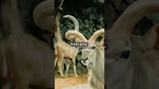 Amazing Facts About the Majestic Markhor! #animals #nature #facts #wildlife