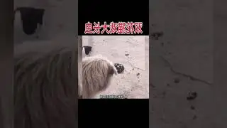 Hilarious Cat vs. Giant Worm! Funny Animal Voiceover | Epic Wildlife Commentary | LOL...