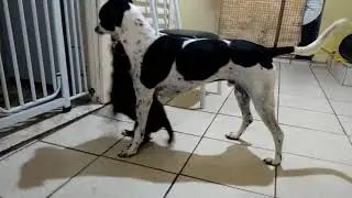 Bruce com a Cacau