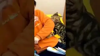 Cat Bites a Human Hand 😱😱😱#short #cat