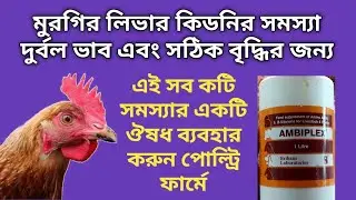 পোল্ট্রি ফার্মের লিভার কিডনি সমস্যার এবং দুর্বলভাবে সমস্যার ঔষধ  | poultry farming