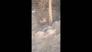 India Wild Life is live